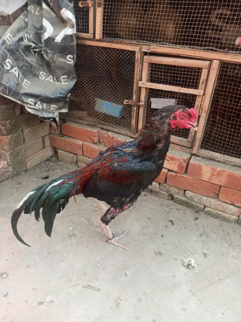 aseel jora — photo 10