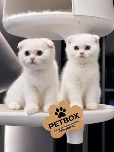 SCOTTISH FOLD WHITE KITTENS