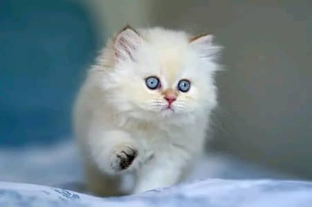 Cat | kittens | Persian | Male | Female | Pair |Wtsp me 0348# Ö163Ö63*
