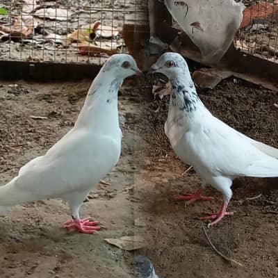 Pigeons for sale, feel free to contact price is negotiable 03245974166