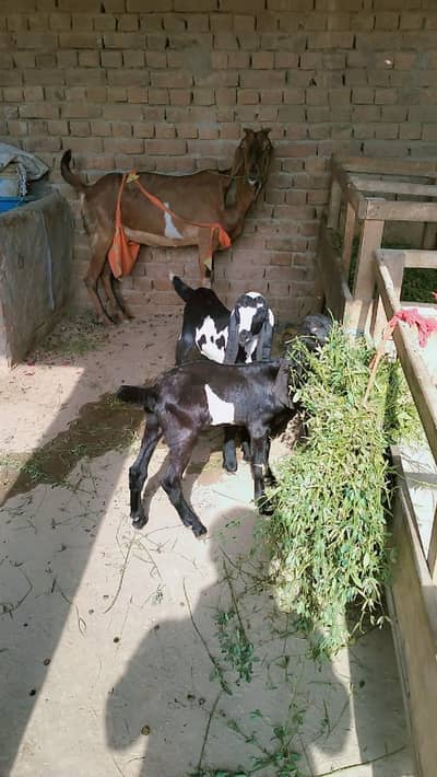 piuer dasi nagari bakri Sath 2 male kids