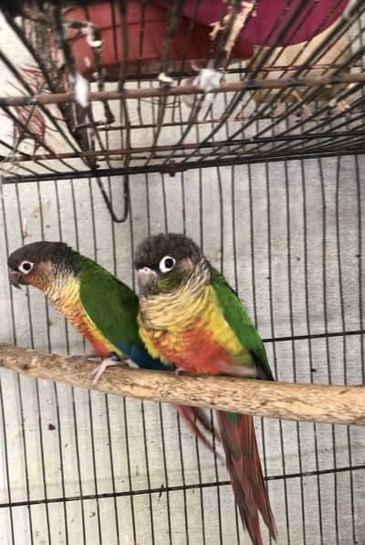 Green chick conor granted breeder pair with history with dna