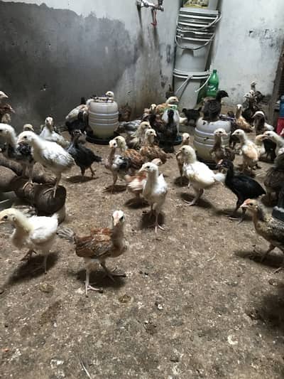 golden misrie chicks healty and active