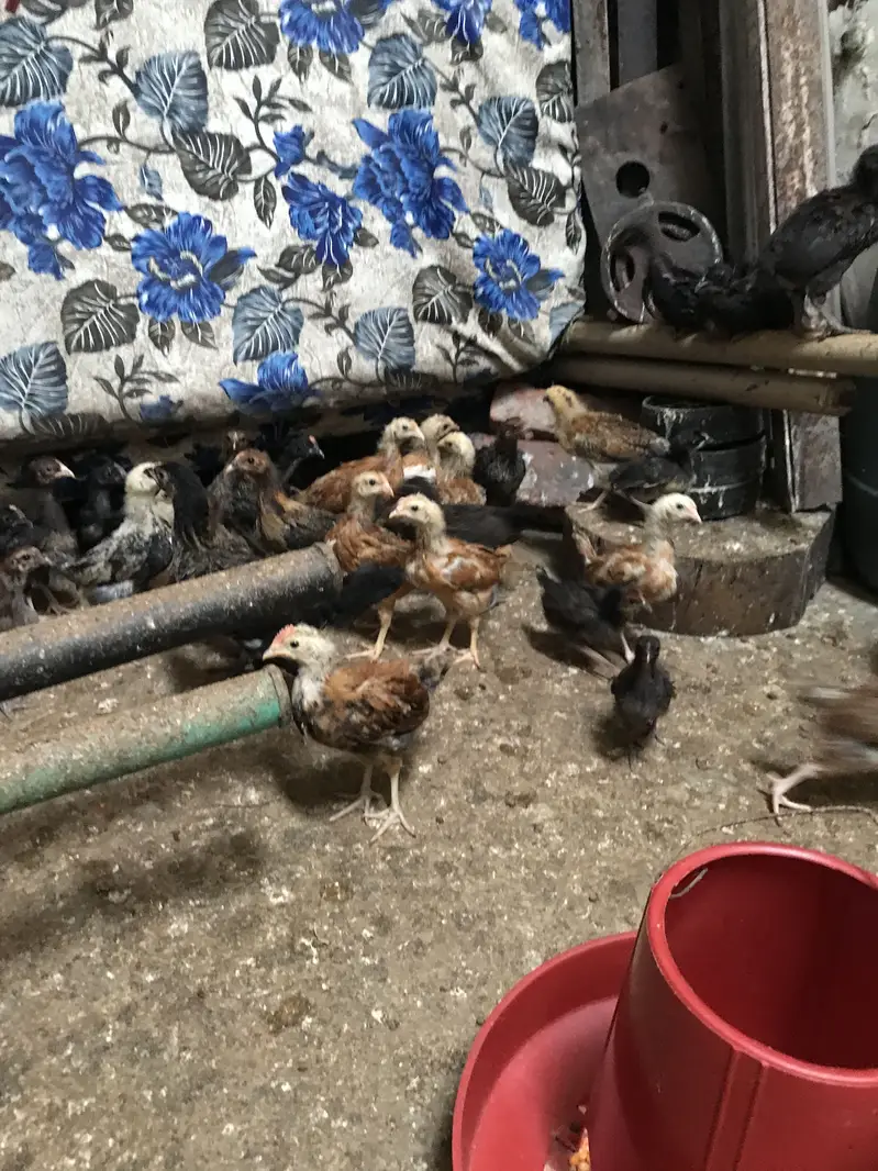 golden misrie chicks healty and active — photo 2