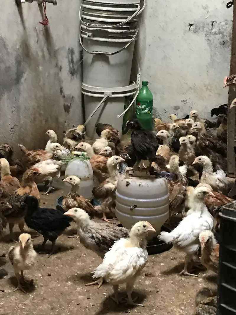 golden misrie chicks healty and active — photo 3