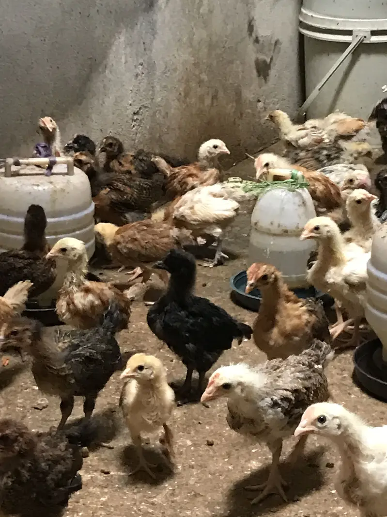 golden misrie chicks healty and active — photo 4