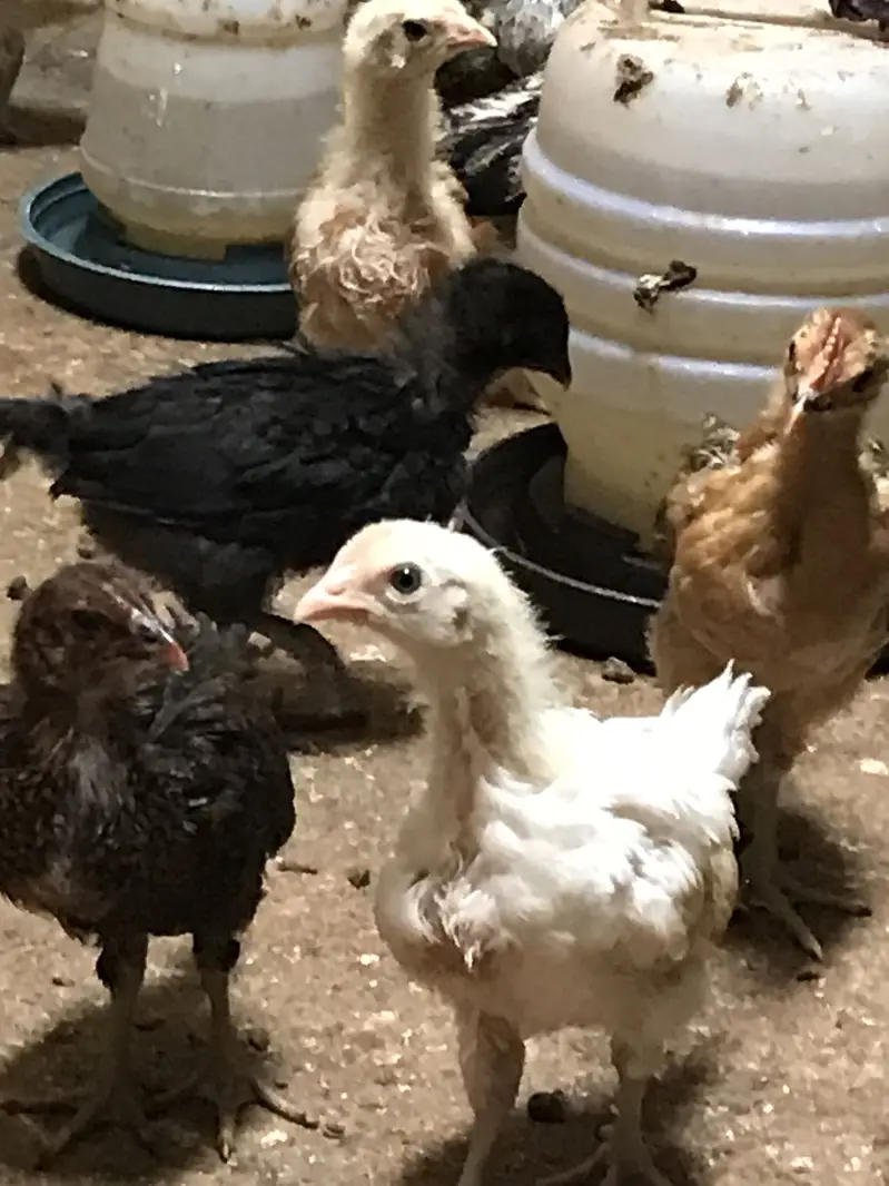 golden misrie chicks healty and active — photo 5