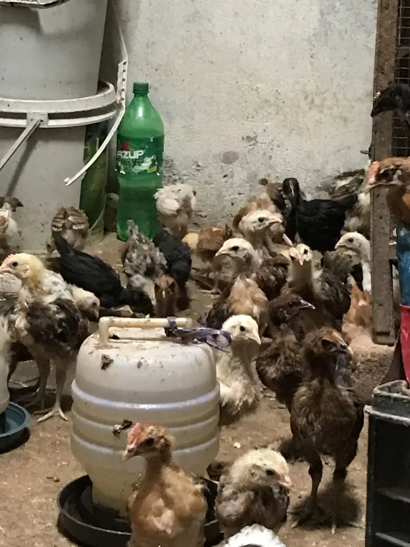 golden misrie chicks healty and active — photo 6