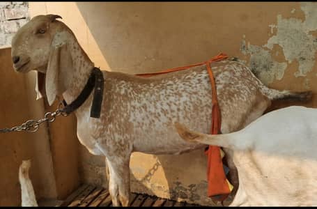pure makhi cheena breed bakri or makhi cheena bakra pathora