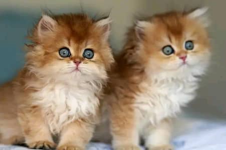Cat | kittens | Persian | Male | Female | Pair |Wtsp me 0348 $Ö163Ö63@