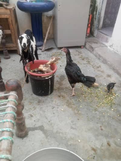 shampoo aseel cross breed total 7piece