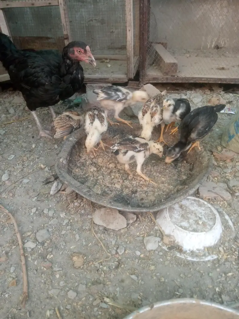 shampoo aseel cross breed total 7piece — photo 2