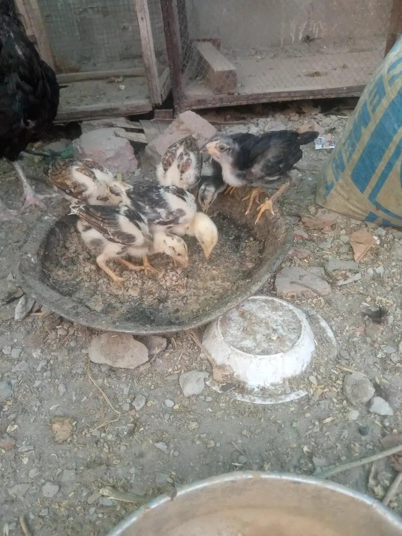 shampoo aseel cross breed total 7piece — photo 4