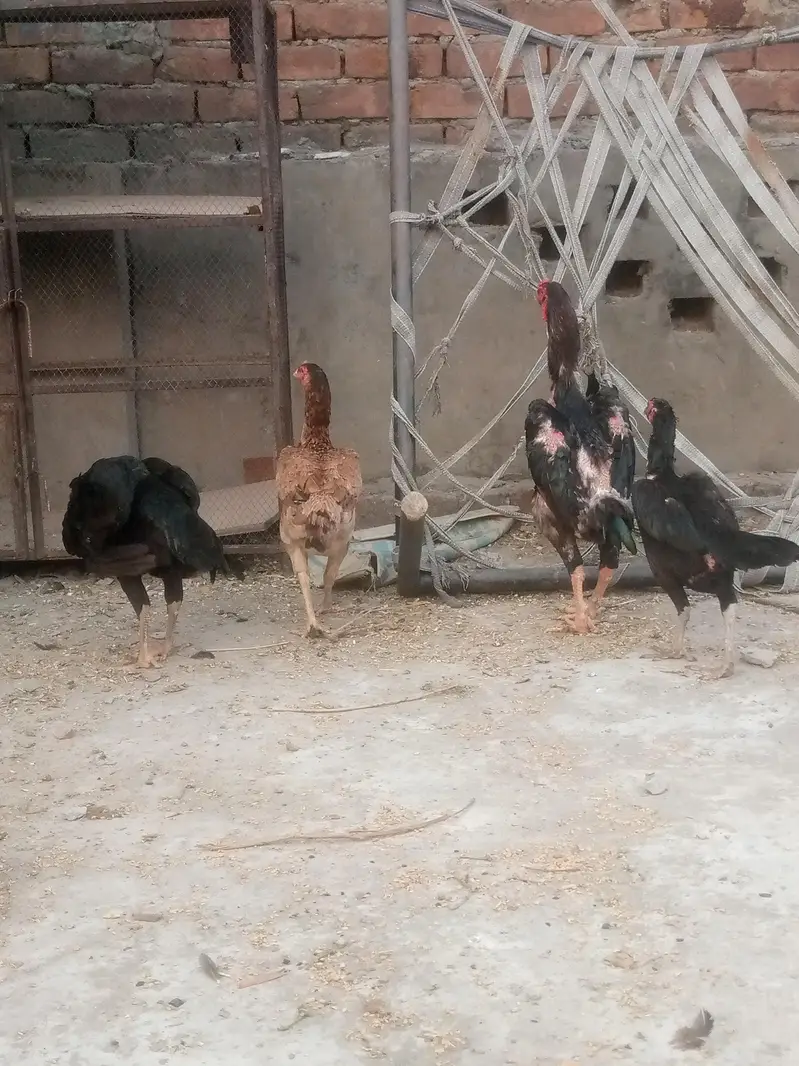 shampoo aseel cross breed total 7piece — photo 5