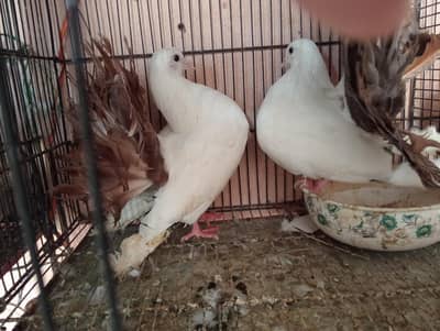 Black Tail Ur red Tail  kabutr