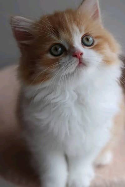 Cat | kittens | Persian | Male | Female | Pair |Wtsp me 0348#Ö163Ö63#