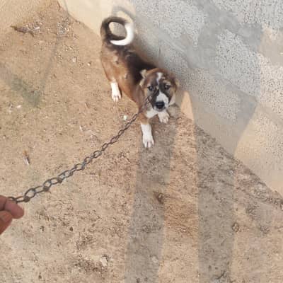 afghan kuchi puppy