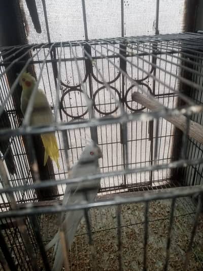 coketail breeder pair red eye ek br breed kr Chuka ha 2 female b ha