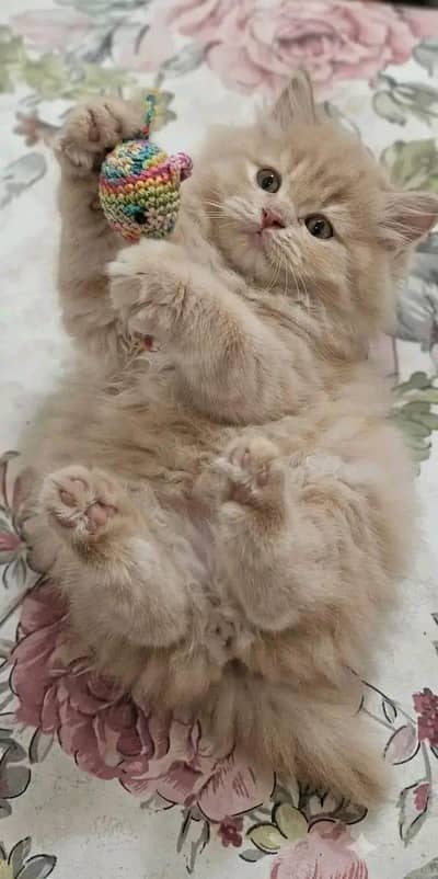 Cat | kittens | Persian | 3 Cote | Fluffy WA mesg 0348$ 0163@ 063#