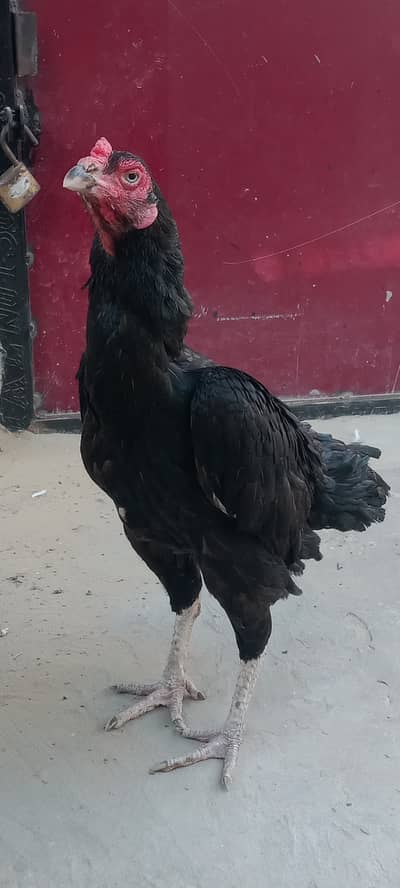 3 High Quality Madia For Sale