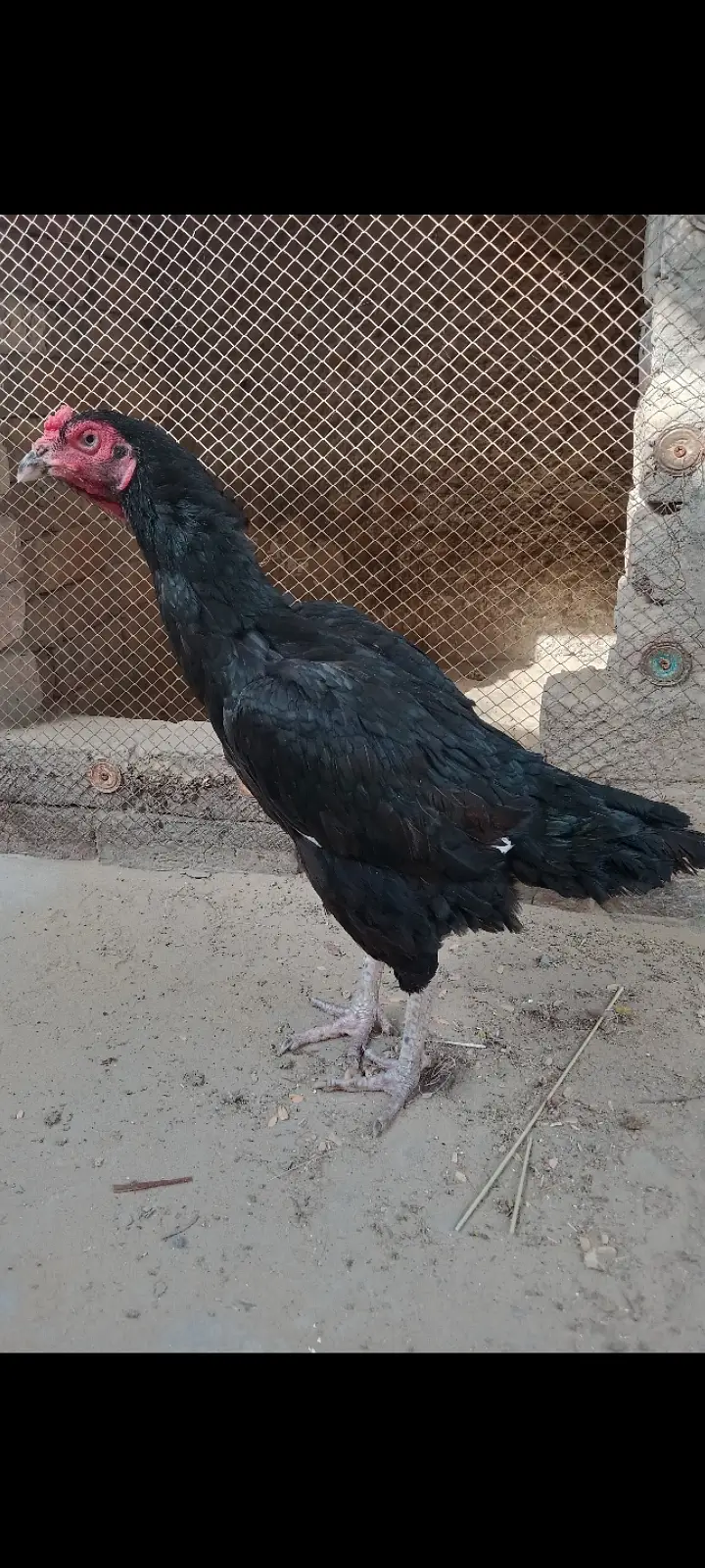 3 High Quality Madia For Sale — photo 3