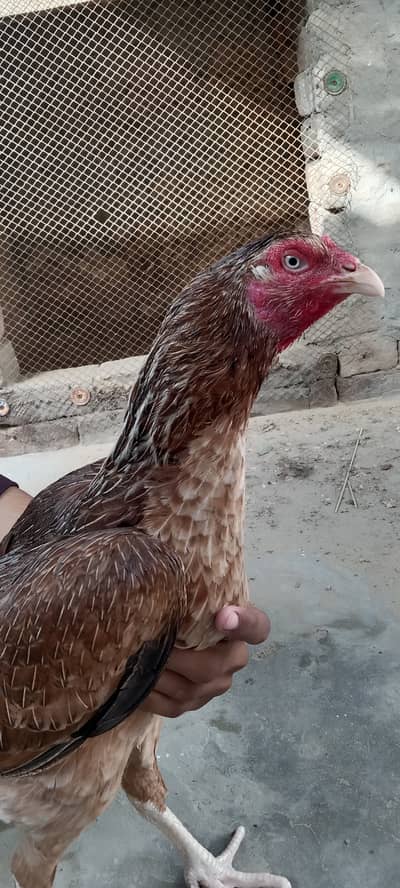 3 High Quality Madia For Sale