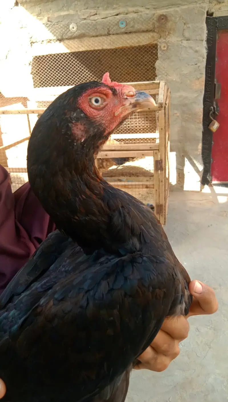 3 High Quality Madia For Sale — photo 7