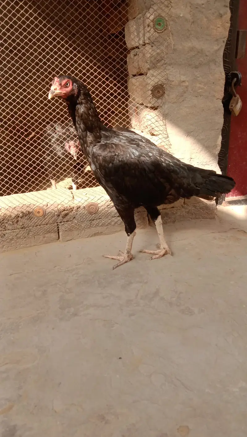 3 High Quality Madia For Sale — photo 8
