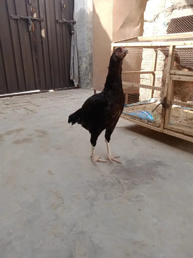 3 High Quality Madia For Sale — photo 9