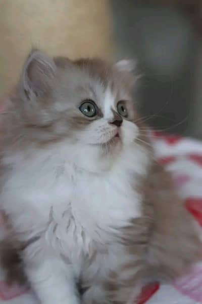 Cat | kittens | Persian | 3 Cote | Fluffy WA mesg 0348# 0163# 063#