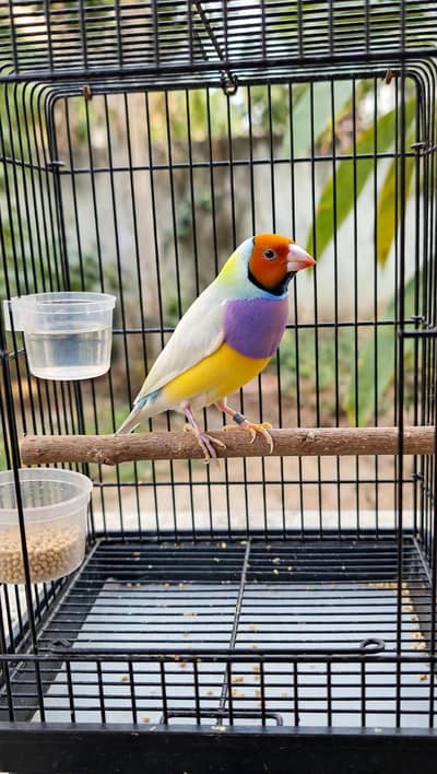 Australian finch male Adult healthy and active