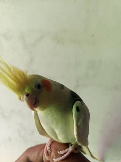 cockatiel parrot with cage with eggs