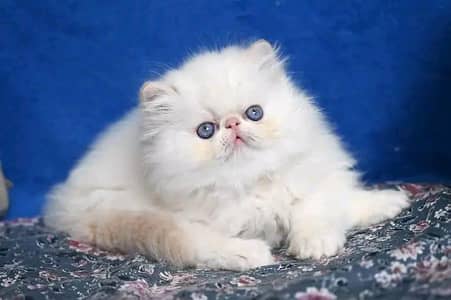 Cat | kittens | Persian | Male | Female | Pair |Wtsp me 0348@ Ö163Ö63@