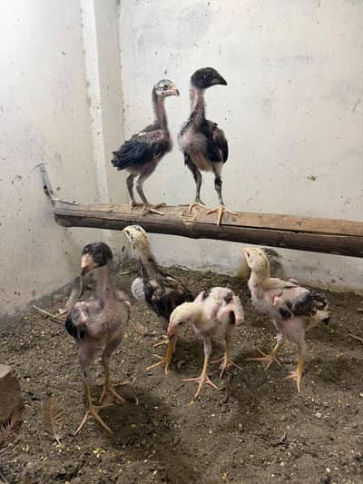 Aseel Kamaliya Breed Chick's Pure Blood line