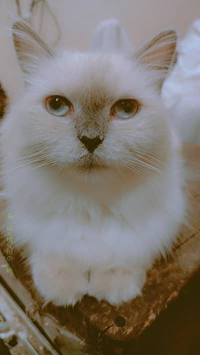 cat litter trand ha or friendly cat ha pre