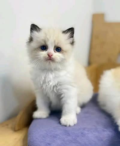 Cat | kittens | Persian | Male | Female | Pair |Wtsp me 0348# Ö163Ö63#