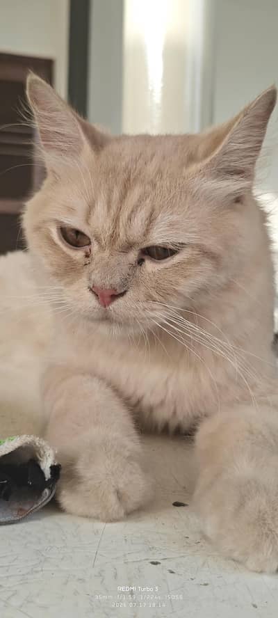 Male cat for sale