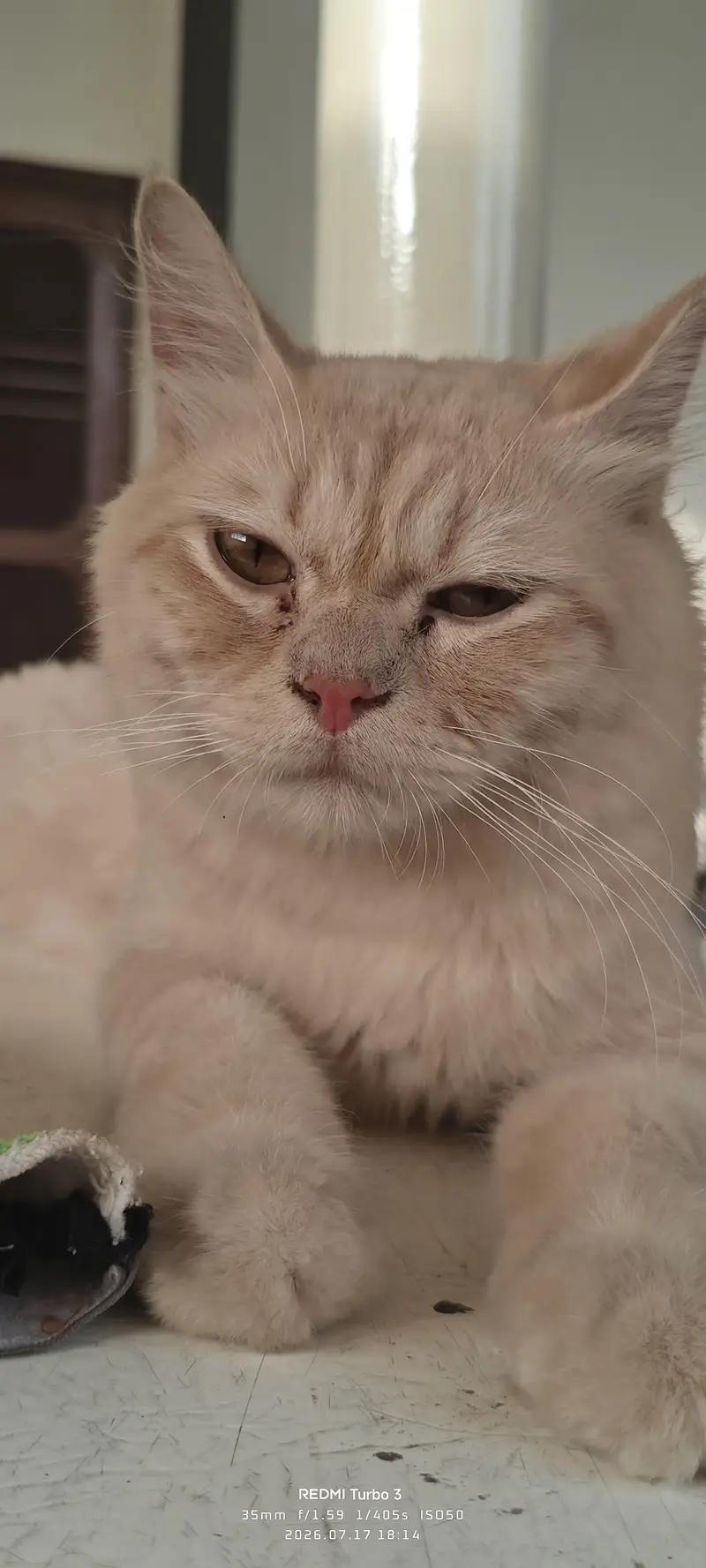 Male cat for sale — photo 2