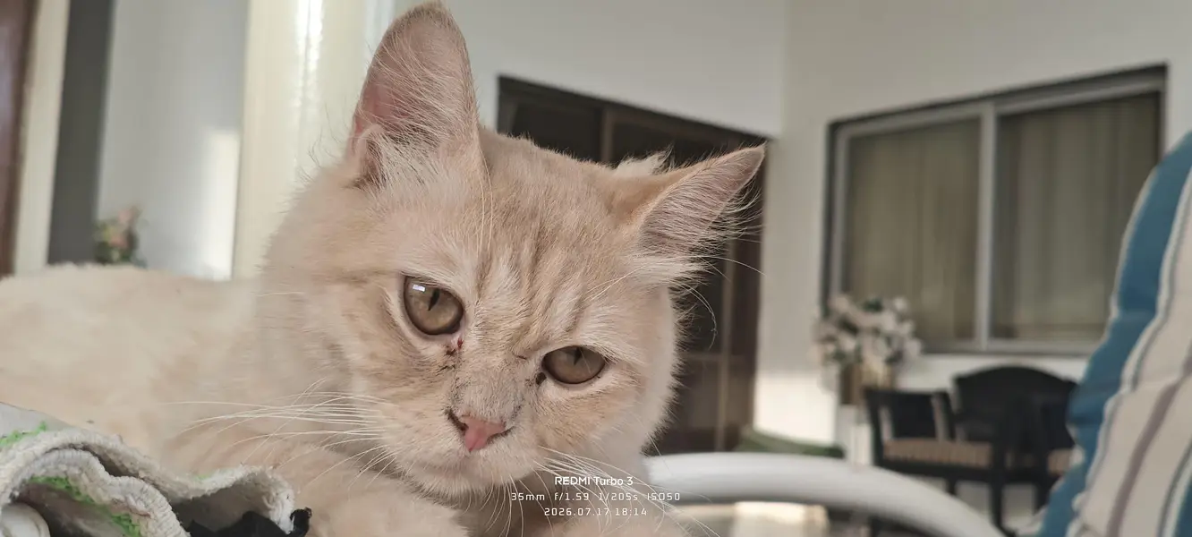Male cat for sale — photo 3