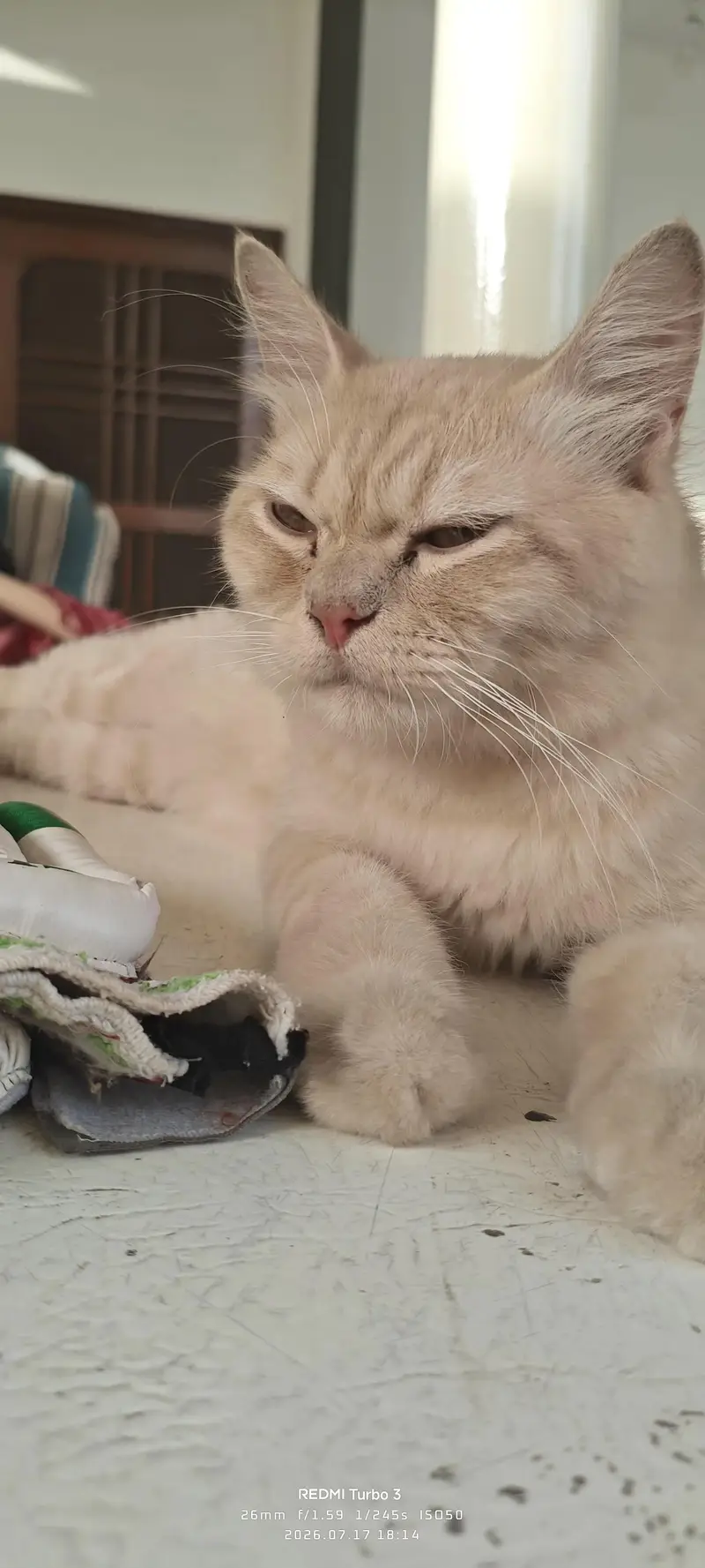 Male cat for sale — photo 4