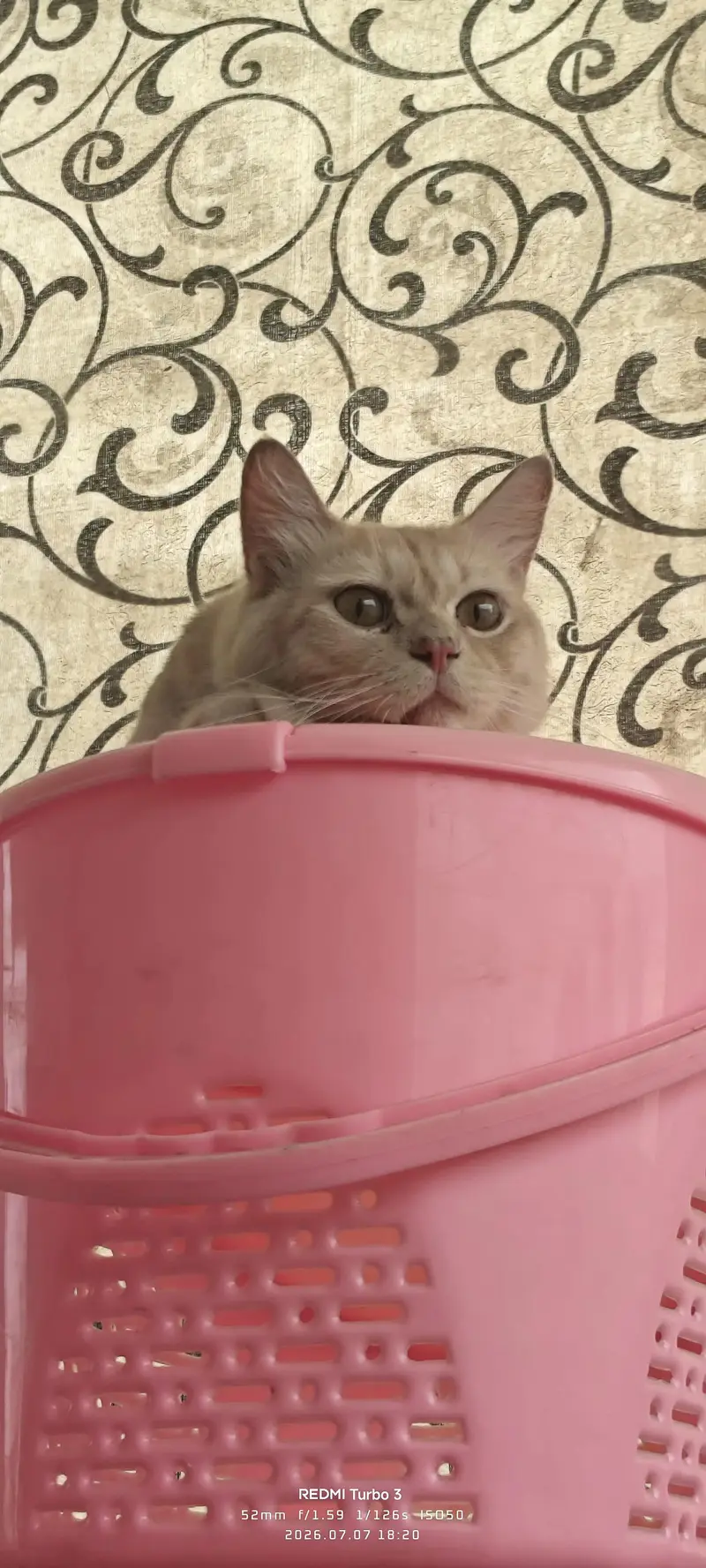 Male cat for sale — photo 5