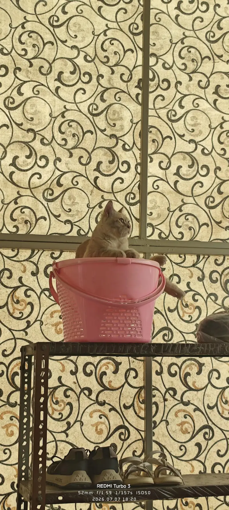 Male cat for sale — photo 6