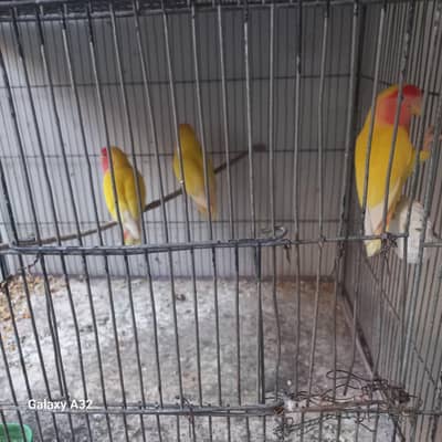lodeno parrot for sale