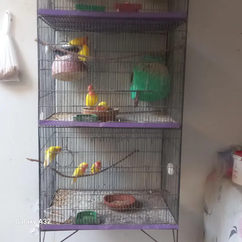 lodeno parrot for sale — photo 2