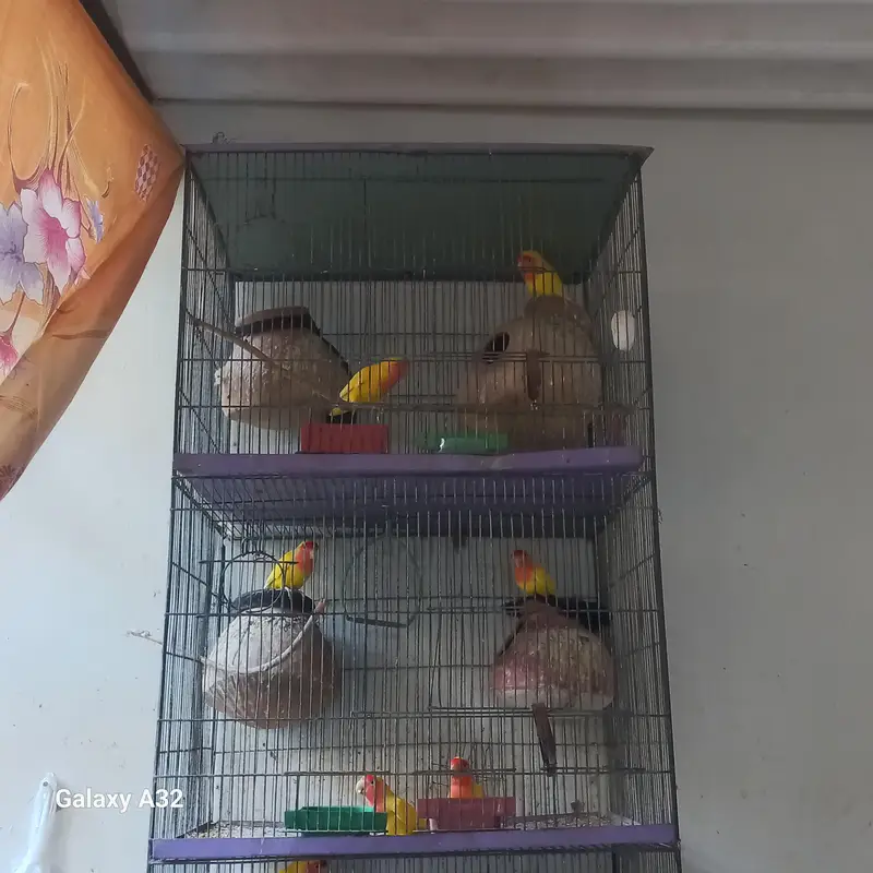 lodeno parrot for sale — photo 3