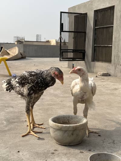 Shamo quality pathayy for sale