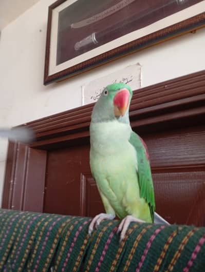 3 year breeder raw parrot female