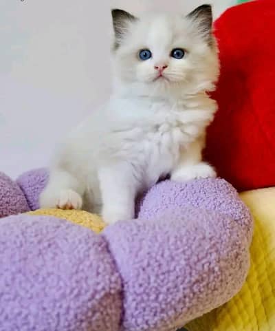Cat | kittens | Persian | Male | Female | Pair |Wtsp me 0348# Ö163Ö63#