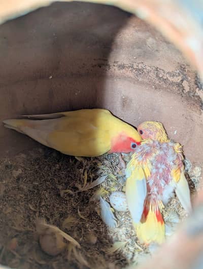 Lutino 5 breeder pairs + 4 chicks + 5 big matkiya