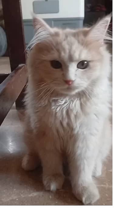 Persian Cat Fermal trained